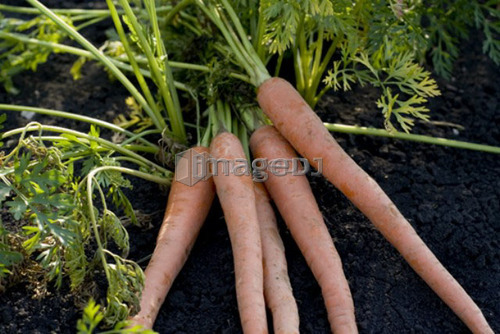 Five carrots in organic garden, Manitoba, Canada