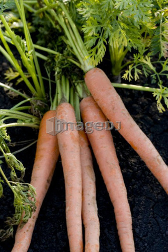 Five carrots in organic garden, Manitoba, Canada
