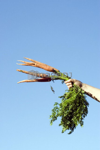 Bunch of organic carrots against blue sky, organic garden, Manitoba, Canada