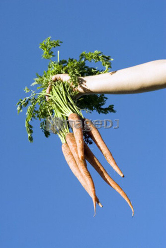 Hand holds a bunch of organic carrots against blue sky, Manitoba Canada