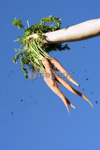 Dirt falls from bunch of organic carrots against blue sky, Manitoba Canada