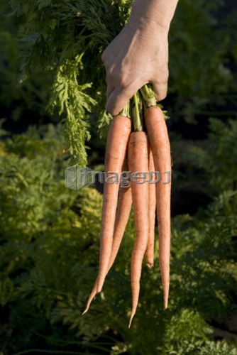 Hand holding bunch of carrots, organic garden, Manitoba, Canada