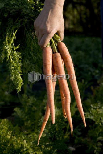 Hand holding bunch of carrots, organic garden, Manitoba, Canada