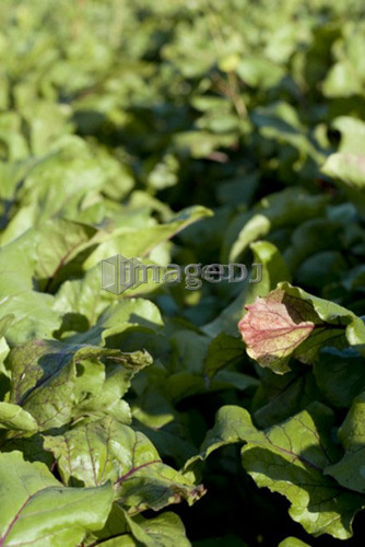 Beet greens in organic garden, Manitoba, Canada
