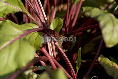 Beet stems and greens in organic garden, Manitoba, Canada