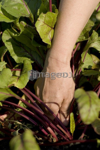 Hand reaching in to pull up beet, organic garden, Manitoba, Canada