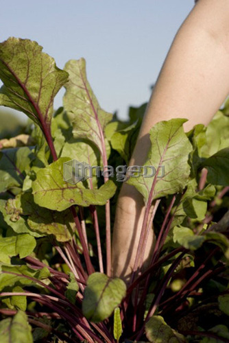 Hand reaching in to pull up beet, organic garden, Manitoba, Canada
