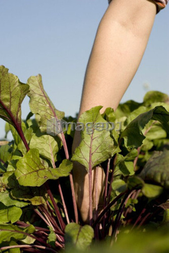 Hand reaching in to pull up beet, organic garden, Manitoba, Canada