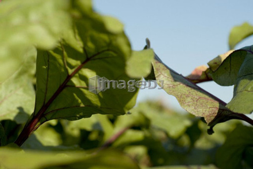 Beet leaves in organic garden, Manitoba, Canada