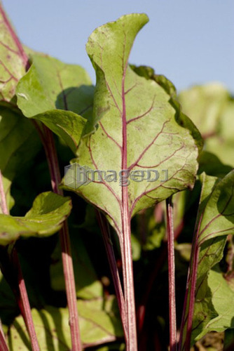Beet leaves in organic garden, Manitoba, Canada