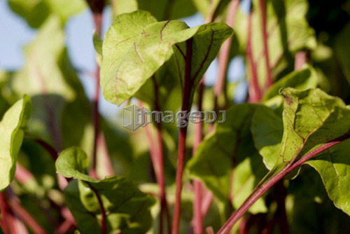Beet leaves in organic garden, Manitoba, Canada