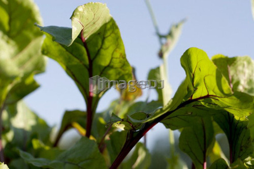 Beet leaves in organic garden, Manitoba, Canada