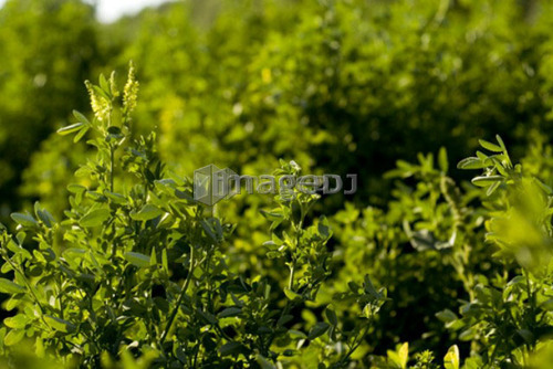 Close-up yellow clover, organic garden, Manitoba, Canada