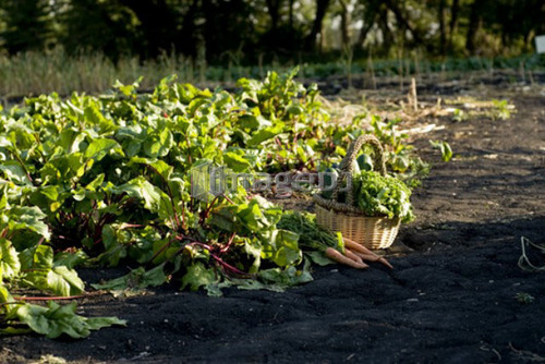 Beets, carrots, basket of cucumbers in organic garden, Manitoba, Canada
