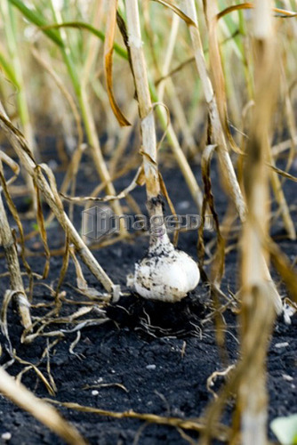 Fresh garlic, organic garden, Manitoba, Canada