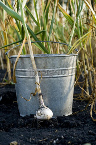Fresh garlic beside galvanized bucket, organic garden, Manitoba, Canada