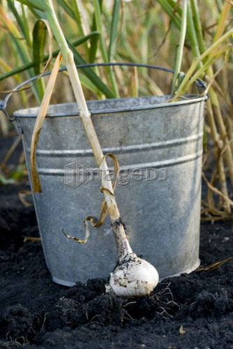 Fresh garlic beside galvanized bucket, organic garden, Manitoba, Canada