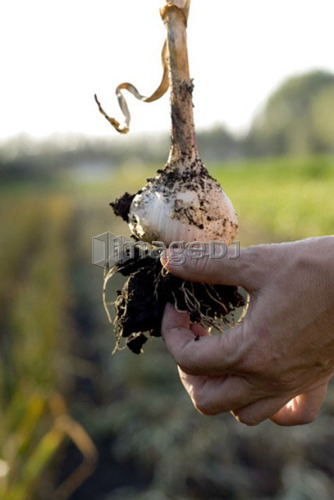 Hand removing dirt from fresh garlic, organic garden, Manitoba, Canada