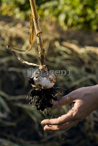 Hand removing dirt from fresh garlic, organic garden, Manitoba, Canada