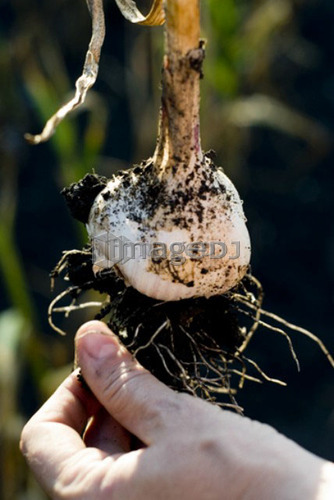 Hand removing dirt from fresh garlic, organic garden, Manitoba, Canada