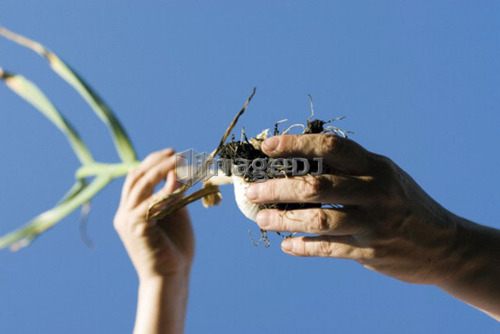 Hand removing dirt from fresh garlic, organic garden, Manitoba, Canada
