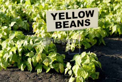 Yellow beans in organic garden, Manitoba, Canada