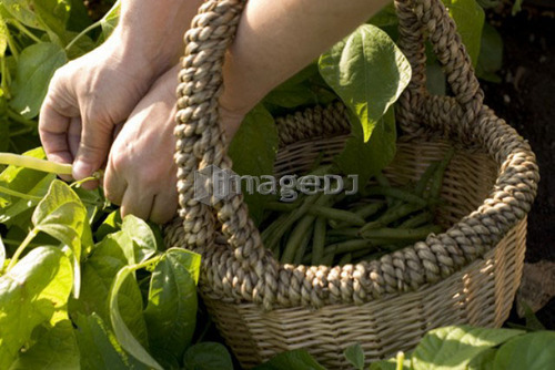 Picking beans, organic garden, Manitoba, Canada