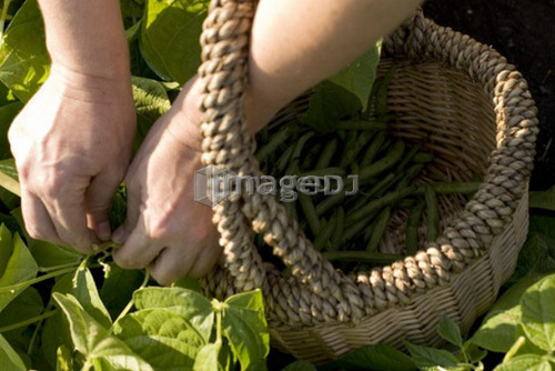 Picking beans, organic garden, Manitoba, Canada