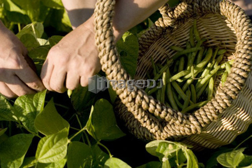 Picking beans, organic garden, Manitoba, Canada