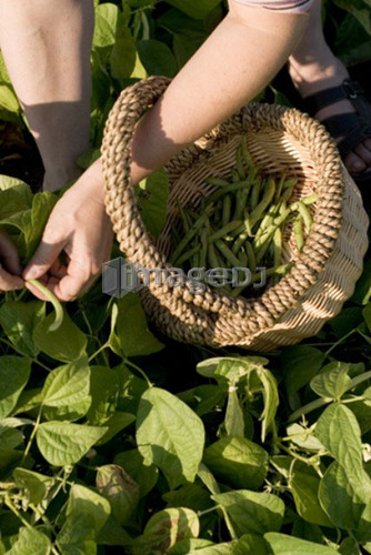 Picking beans, organic garden, Manitoba, Canada