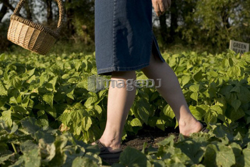 Walking through organic garden, Manitoba, Canada