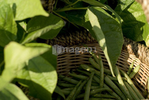 Beans in basket, organic garden, Manitoba, Canada