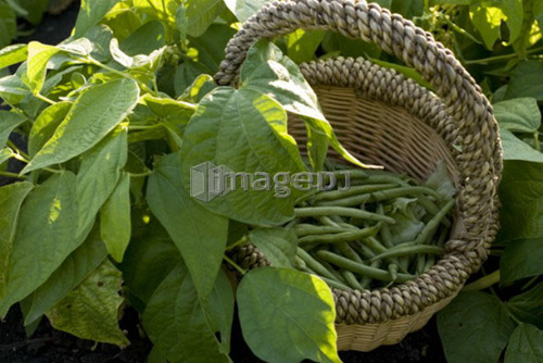 Beans in basket, organic garden, Manitoba, Canada