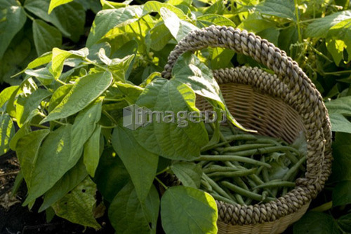 Beans in basket, organic garden, Manitoba, Canada