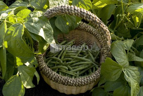 Beans in basket, organic garden, Manitoba, Canada