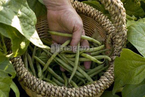 Hand shows beans in basket, organic garden, Manitoba, Canada