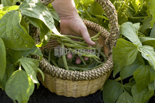 Hand shows beans in basket, organic garden, Manitoba, Canada