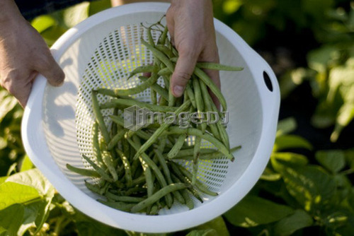 Beans in colander, organic garden, Manitoba, Canada