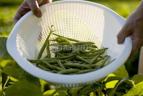 Beans in colander, organic garden, Manitoba, Canada