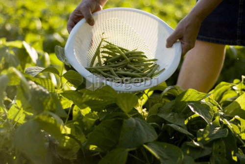 Beans in colander, organic garden, Manitoba, Canada
