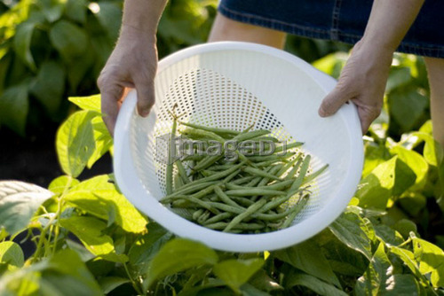 Beans in colander, organic garden, Manitoba, Canada