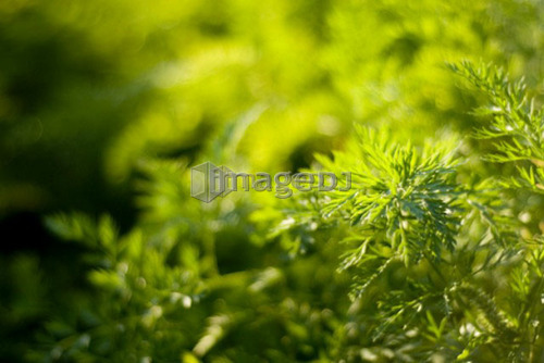 Organic parsley, Manitoba, Canada