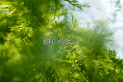 Organic parsley, Manitoba, Canada