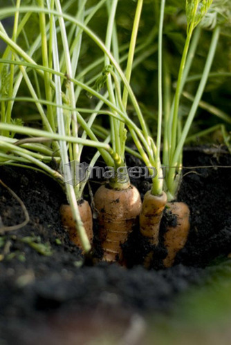 Organic carrots in ground, organic garden, Manitoba, Canada