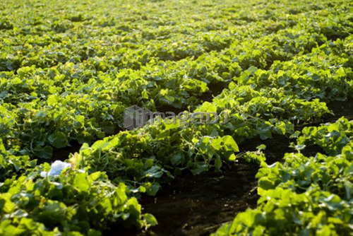 Rows of green beans, organic garden, Manitoba, Canada