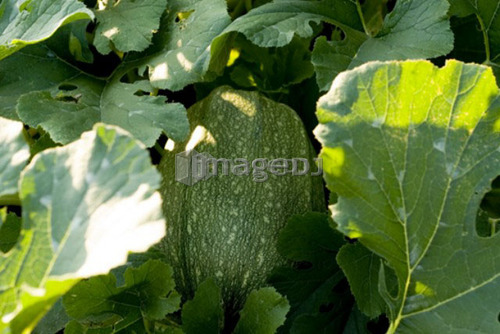 Spaghetti squash on the vine, organic garden, Manitoba, Canada