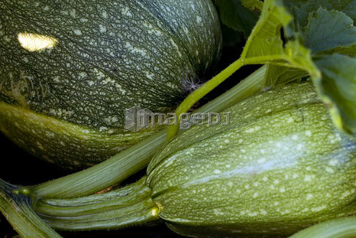 Spaghetti squash on the vine, organic garden, Manitoba, Canada