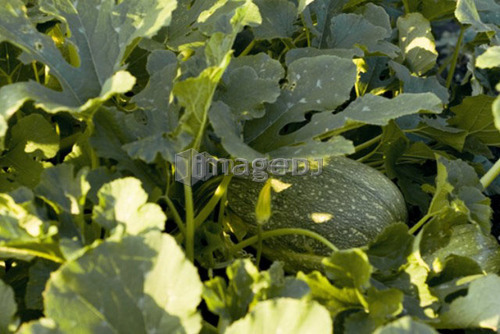 Spaghetti squash on the vine, organic garden, Manitoba, Canada