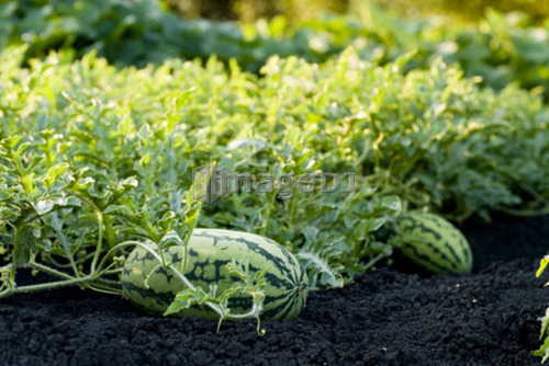 Organic watermelon on the vine, Manitoba, Canada