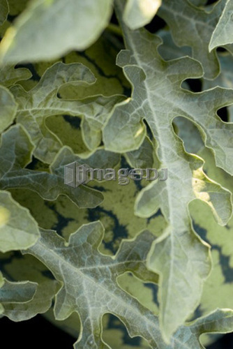 Organic watermelon on the vine, Manitoba, Canada